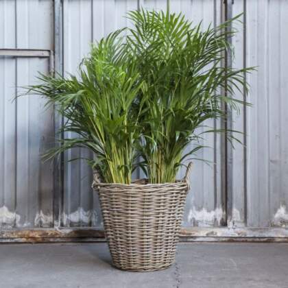 Rotan aardappelmand (groot)